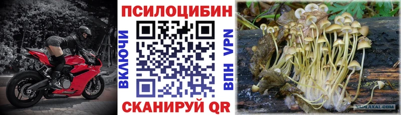 мега ссылка  Назрань  Псилоцибиновые грибы Psilocybe 